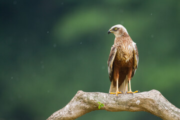 Flying Birds of prey Marsh harrier Circus aeruginosus, hunting time Poland Europe