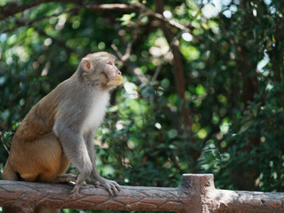 japanese macaque sitting on the tree