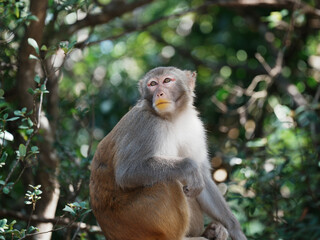 macaque