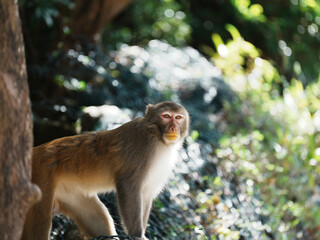 japanese macaque sitting on the stone