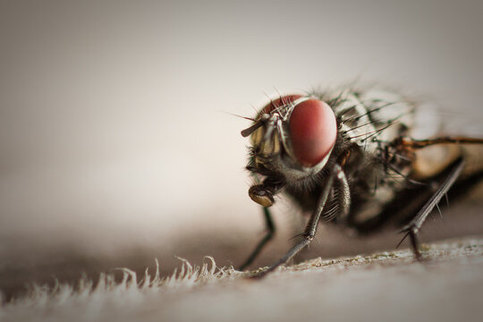 Close-up housefly (mouthparts, antennae, eyes)