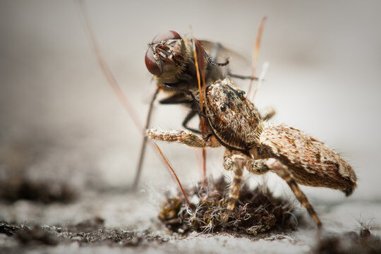Spider catches fly
