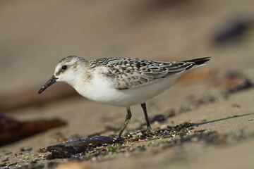 bird - Sanderling Calidris alba adult migratory bird, shorebird Poland Europe