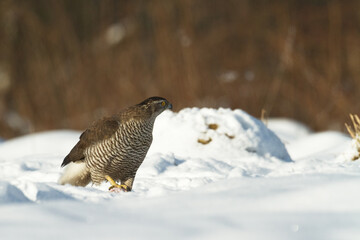Birds of prey Goshawk Accipiter gentilis juvenile bird hunting time Poland Europe bird on the snowy...