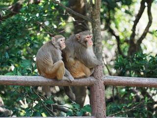 Obraz premium macaque