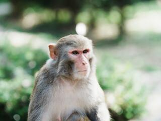 japanese macaque in the park