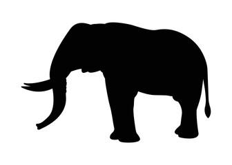Set of vector silhouettes of elephants. Elephant in various poses-vector illustration
