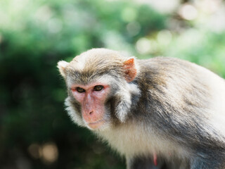 close up of a macaque