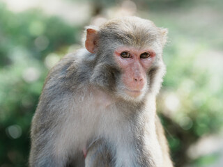 japanese macaque sitting on the ground