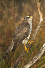 Birds of prey Sparrowhawk Accipiter nisus, hunting time bird sitting on the branch, Poland Europe