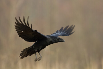 Bird Common Raven Corvus corax, dark style big black scary bird