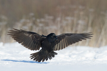 Bird Common Raven Corvus corax, dark style big black scary bird