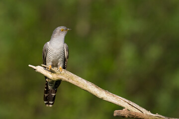 Obraz premium Cuckoo, Cuculus canorus, single bird - male on green background