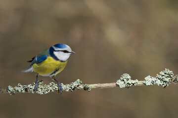 Fototapeta premium Bird - Blue Tit Cyanistes caeruleus perched on tree