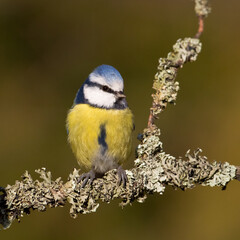 Bird - Blue Tit Cyanistes caeruleus perched on tree
