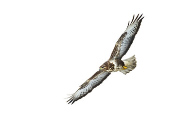Birds of prey - Common buzzard Buteo buteo flying, hawk bird, predatory bird close up flying bird...