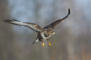 landing Common buzzard Buteo buteo in the fields in winter snow, buzzards in natural habitat, hawk bird on the ground, predatory bird close up winter bird