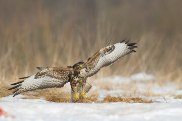 landing Common buzzard Buteo buteo in the fields in winter snow, buzzards in natural habitat, hawk bird on the ground, predatory bird close up winter bird