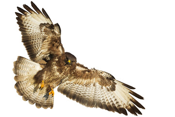Birds of prey - Common buzzard Buteo buteo flying, hawk bird, predatory bird close up flying bird isolated on white background