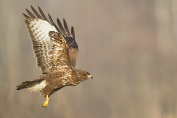 landing Common buzzard Buteo buteo in the fields in winter snow, buzzards in natural habitat, hawk bird on the ground, predatory bird close up winter bird
