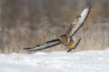landing Common buzzard Buteo buteo in the fields in winter snow, buzzards in natural habitat, hawk bird on the ground, predatory bird close up winter bird