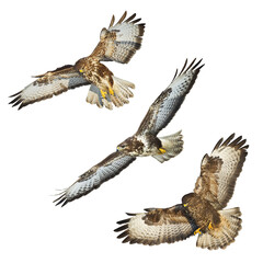 Birds of prey - Common buzzard Buteo buteo flying, hawk bird, predatory bird close up flying bird isolated on white background - set, mix three flying birds of prey