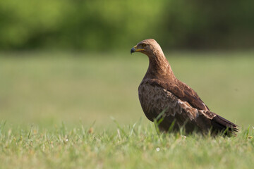 Birds of prey - Lesser Spotted Eagle Aquila pomarina, spring time green meadow Poland europe hunting time