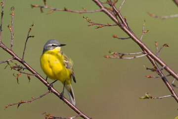 Naklejka premium Small bird Yellow Wagtail sitting on tree male Motacilla flava