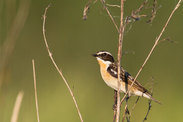 Bird Whinchat Saxicola rubetra - bird sitting on the weed, male, amazing background with warm light summer time Poland, Europe