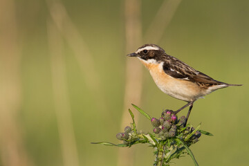 Bird Whinchat Saxicola rubetra - bird sitting on the weed, male, amazing background with warm light summer time Poland, Europe