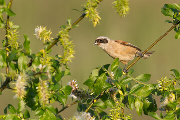 Bird Remiz pendulinus Penduline Tit perched on tree Poland Europe