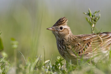 Fototapeta premium Bird - Skylark Alauda arvensis, spring time on green meadow, wildlife Poland Europe
