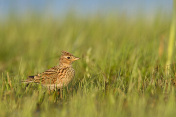 Bird - Skylark  Alauda arvensis, spring time on green meadow, wildlife Poland Europe