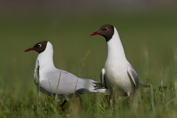 Bird black-headed gull Chroicocephalus ridibundus in flight spring time Poland, Europe