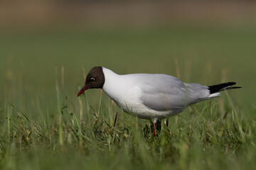 Bird black-headed gull Chroicocephalus ridibundus in flight spring time Poland, Europe