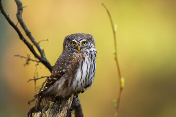 Pygmy owl Glaucidium passerinum little owl natural dark forest north parts of Poland Europe