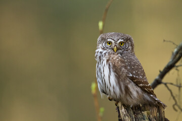 Pygmy owl Glaucidium passerinum little owl natural dark forest north parts of Poland Europe