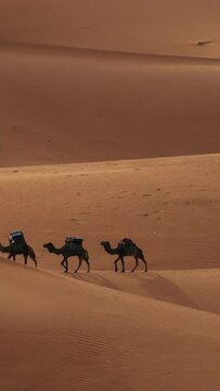 Camel caravan going through the sand dunes in the Sahara desert, Morocco. Vertical video