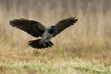 Bird - Hooded crow Corvus cornix in amazing warm background Poland Europe