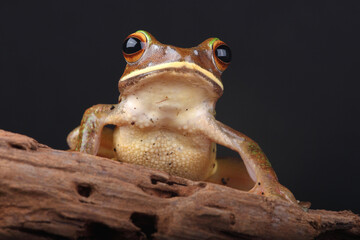 A portrait of a White-lipped Bright-eyed Frog. This species of frog is endemic to the island of Madagascar.
