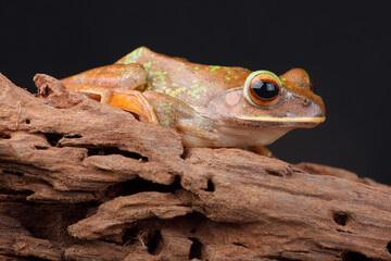 A portrait of a White-lipped Bright-eyed Frog. This species of frog is endemic to the island of Madagascar.
