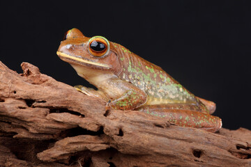 A portrait of a White-lipped Bright-eyed Frog. This species of frog is endemic to the island of Madagascar.
