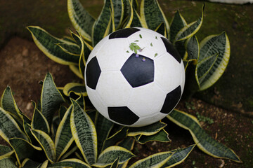 Photo taken from the top angle. A ball above the Indonesian "Sansevieria" flower.