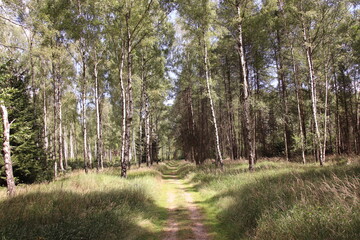 Fototapeta premium A beautiful path between the high trees in the forest near Decin, Czech republic
