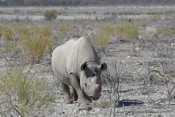 Spitzmaulnashorn (diceros bicornis) im Etoscha Nationalpark in Namibia. 