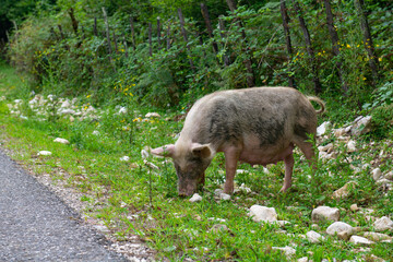 cute piglet is looking for food in the bushes