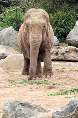 Naklejka premium A view of an Indian Elephant