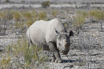 Obraz premium Spitzmaulnashorn (diceros bicornis) im Etoscha Nationalpark in Namibia. 
