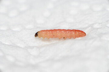 Plum fruit moth larva - (Grapholita funebrana)