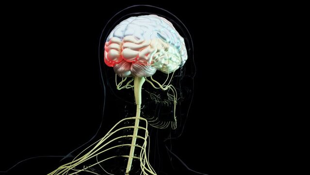 Human brain nervous system anatomy,  sections are separated by colored spots, medical diagram with parasympathetic and sympathetic nerves. medically accurate, Central organ, loop animation, 3d render